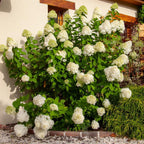 2-Pack Limelight Hydrangea Live Bare Root Seedlings | 12-24" Rooted Cuttings | Cold-Hardy Panicle Flowering Shrub | Robust Plants for Home Garden Borders