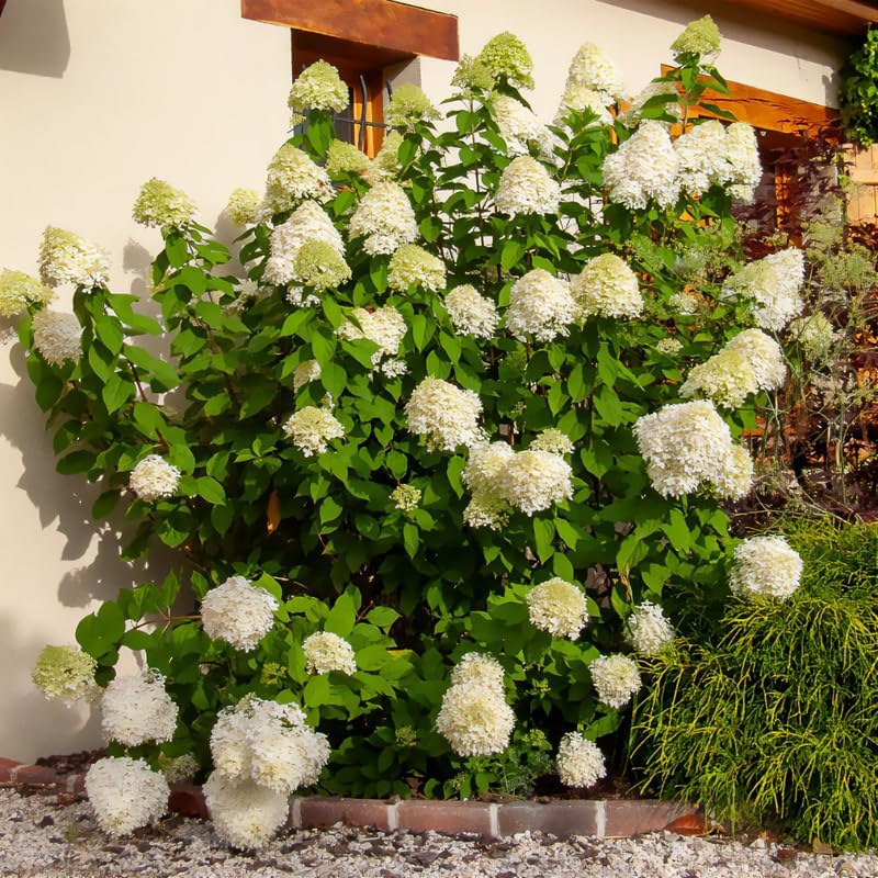 2-Pack Limelight Hydrangea Live Bare Root Seedlings | 12-24" Rooted Cuttings | Cold-Hardy Panicle Flowering Shrub | Robust Plants for Home Garden Borders