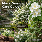 Mock Orange Shrub, 4-6" Potted Plant Starter, High-Vigor Cold-Hardy Bush for Backyard Gardens, Beautiful White Blossoms & Growth Habit