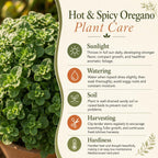 2 Hot & Spicy Oregano Plants Live for Planting, 3" Pot, Non GMO Oregano Plant, Drought Tolerant, Aromatic Perennial Herb Plant, for Vegetable Garden