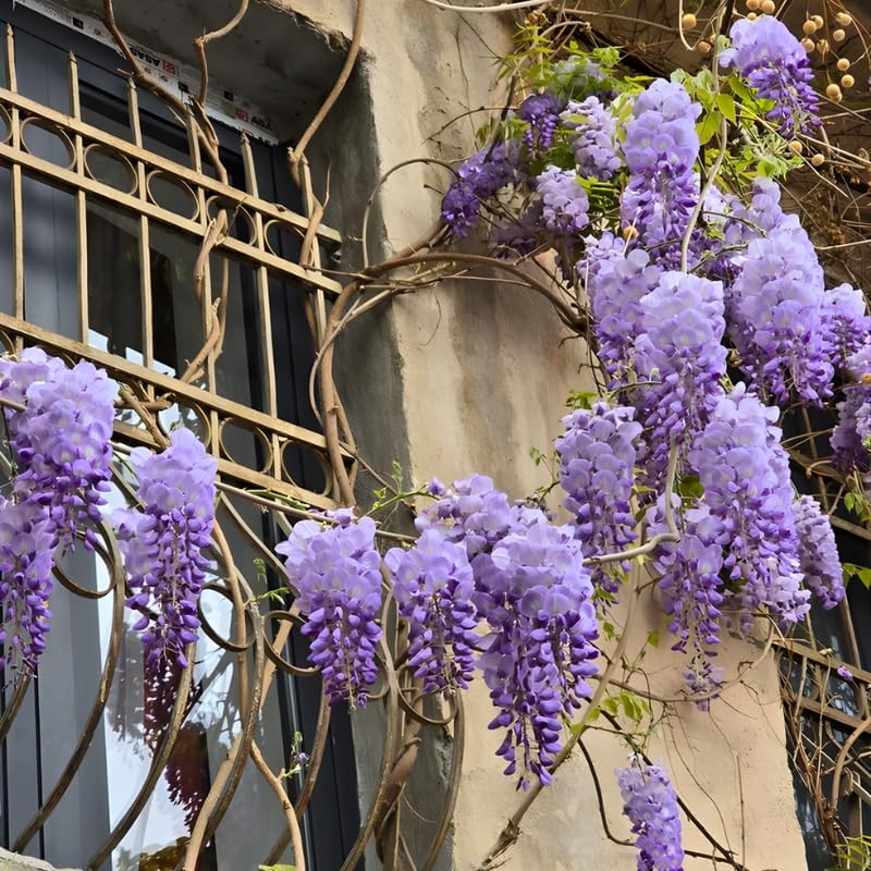 4 American Purple Wisteria Amethyst Wisteria Live Plant 12-24 Inch Tall, Hardy, Easy-Care Climbing Vine for Landscapes, Fences & Outdoor Garden Décor