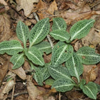 10 Rattlesnake Orchid Roots, Goodyera Pubescens, Low Maintenance Plant, Evergreen Perennial Orchid for Shady Gardens