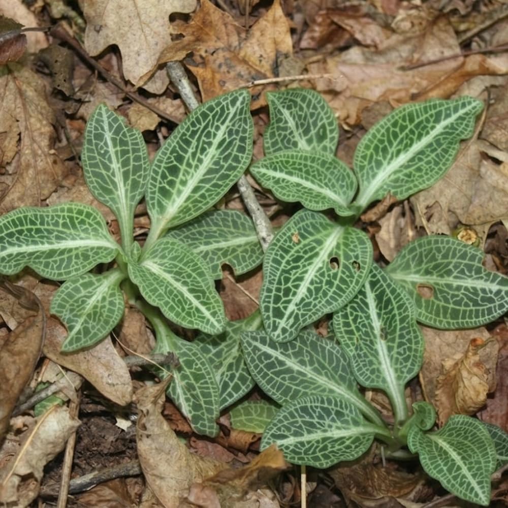 10 Rattlesnake Orchid Roots, Goodyera Pubescens, Low Maintenance Plant, Evergreen Perennial Orchid for Shady Gardens