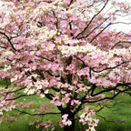 2 White Kousa Dogwood Tree, 12-18 Inch in Quart Pot, Low Maintenance Deciduous Tree, Vigorous Growth Habit with Vibrant Red Autumn Foliage