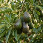 (No Ship to CA,HI,AK) Avocado Tree, 3 Gallon Pot, High-Vigor Evergreen for Home Landscapes, Subtropical Shade Tree for Backyard Orchards