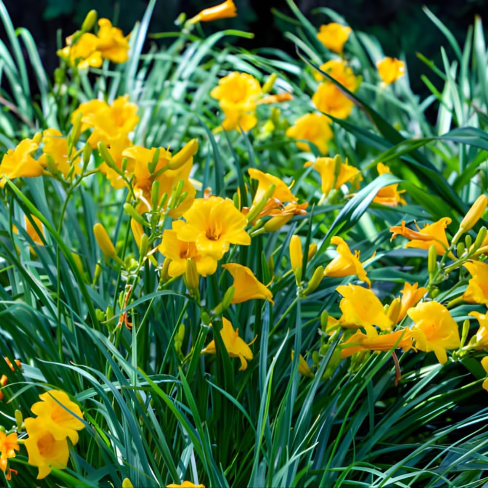 25 Stella de Oro Daylily Roots, Reblooming Yellow Perennial Roots for Garden Borders, Cold-Hardy Miniature Golden Daylily