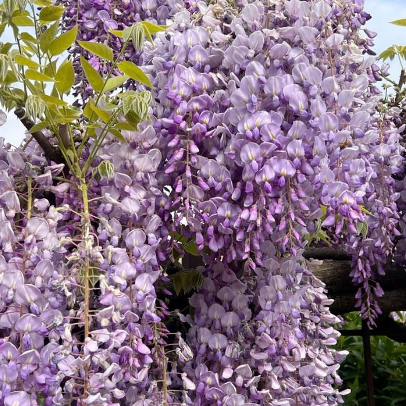 2 Purple Wisteria Live Plant 12-24 Inch, Amethyst Wisteria with Purple Blooms, Fast-Growing Fragrant Flowering Vine, Perfect for Home Décor & Garden Entrances
