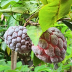Live Red Sugar Apple Tree for Planting | 2.5–3 Ft Tropical Fruit Plant with Bright Red, Sweet, Creamy Fruits | Ideal for Patio, Backyard, Container, or Home Garden Growing | No Ship to CA,HI,AK