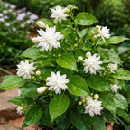 2 Jasmine Plant Live, 4 Inch Tall Belle of India Jasmine Vine Plant Live, Low Maintenance, Lush Tropical Plant with Sweet-Scented White Flowers, Ideal for Indoor and Outdoor Space