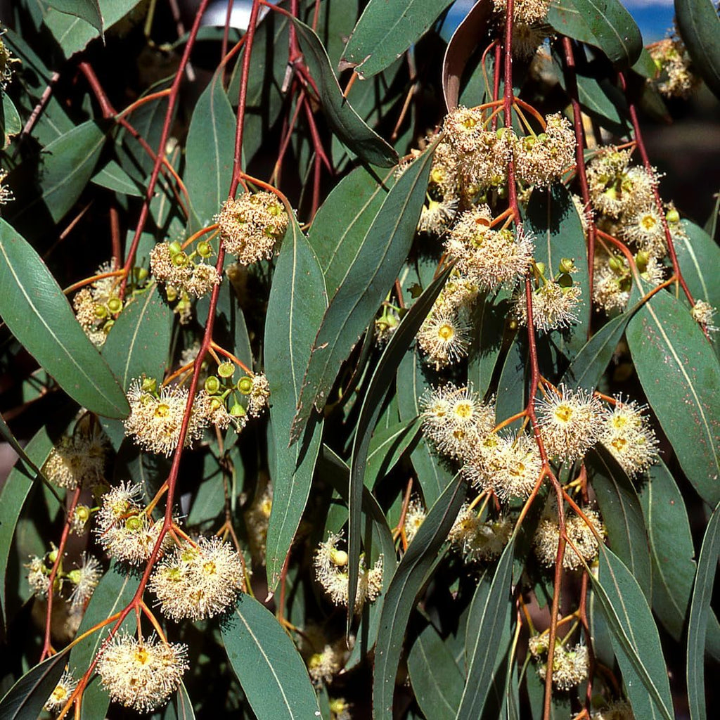 Large Lemon Eucalyptus Plant Live – Live Eucalyptus Plants, Fast Growing Eucalyptus Live Plant for Backyard and Outdoor Plante