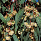 Large Lemon Eucalyptus Plant Live – Live Eucalyptus Plants, Fast Growing Eucalyptus Live Plant for Backyard and Outdoor Plante