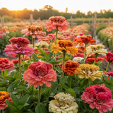 50 Crested Petal Zinnia Seeds for Planting Outdoors, Striking Crested Petal Mix, Non GMO, High Yield, Tall and Sturdy Stems, Long-Lasting Ruffled Blooms for Elegant Summer Bouquets