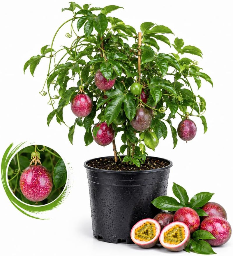 Passion Fruit Tree Live Plant, 1-2 Ft Tall in 1 Gallon Pot, High-Vigor Tropical Vine for Home Landscapes, Trellis Plant for Sweet Fruit (No Ship to CA,HI,AK)