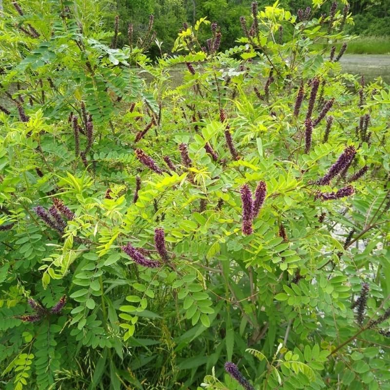 10 False Indigo Bush Live Plant | 1-2ft Bare Root Seedlings | Low Maintenance Native Deciduous Shrub | Well-Rooted Flowering Plant
