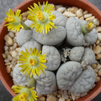Pack of 20 Live Small Exotic Lithops Live Plants | Perfect for Lithops Starter, Great Terrarium Addition | Bare Root Without Soil or Pot, Easy to Grow and Ideal for Indoor/Outdoor Display