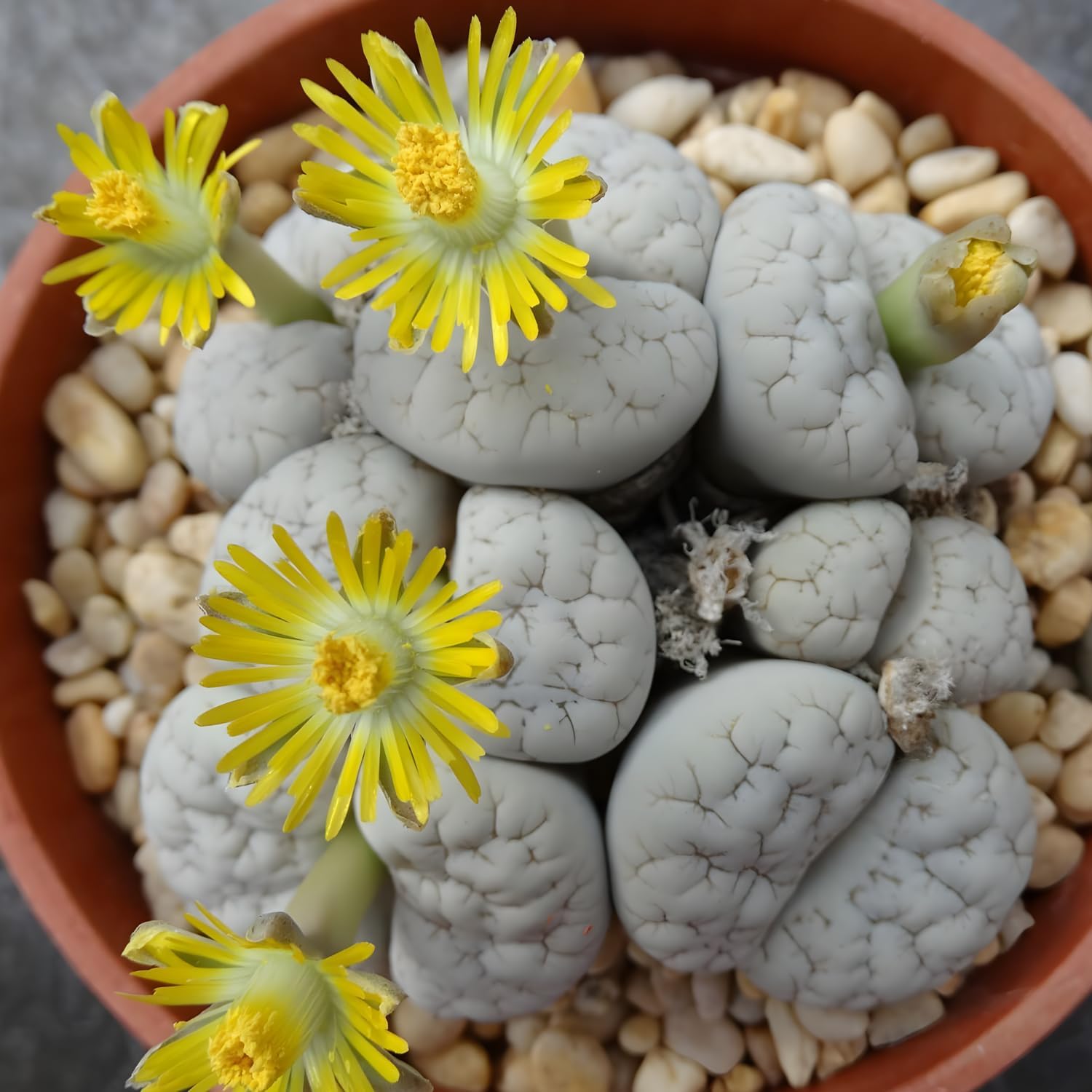 Pack of 20 Live Small Exotic Lithops Live Plants | Perfect for Lithops Starter, Great Terrarium Addition | Bare Root Without Soil or Pot, Easy to Grow and Ideal for Indoor/Outdoor Display