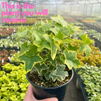 Gold English Ivy Live in 6 Inch Pot for Planting | Real English Ivy Live Plant | Trailing Plant & Climbing Vine | Easy Care House Plant | Real English Ivy Plants for Indoor & Outdoor Spaces