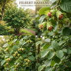 Hazelnut Tree Live Plant,6-10" Potted Nut Starter, Sturdy Cold-Hardy Edible Shrub for Home Landscapes, Sweet Crunchy Nuts & Low Maintenance Hedge