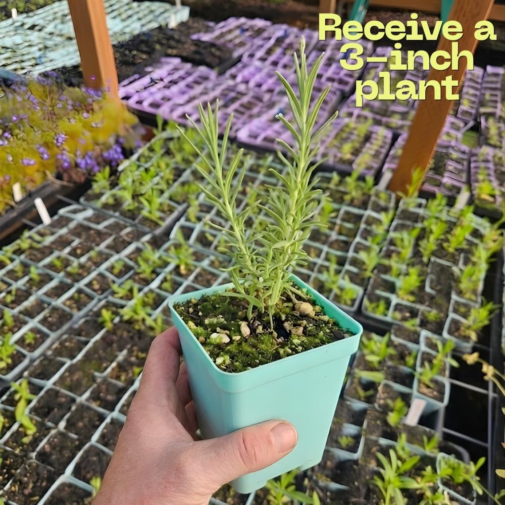 Baby's Breath Live Plant, 3-4 Inch Tall Bare Root Starter, White Flowering Perennial for Garden Borders