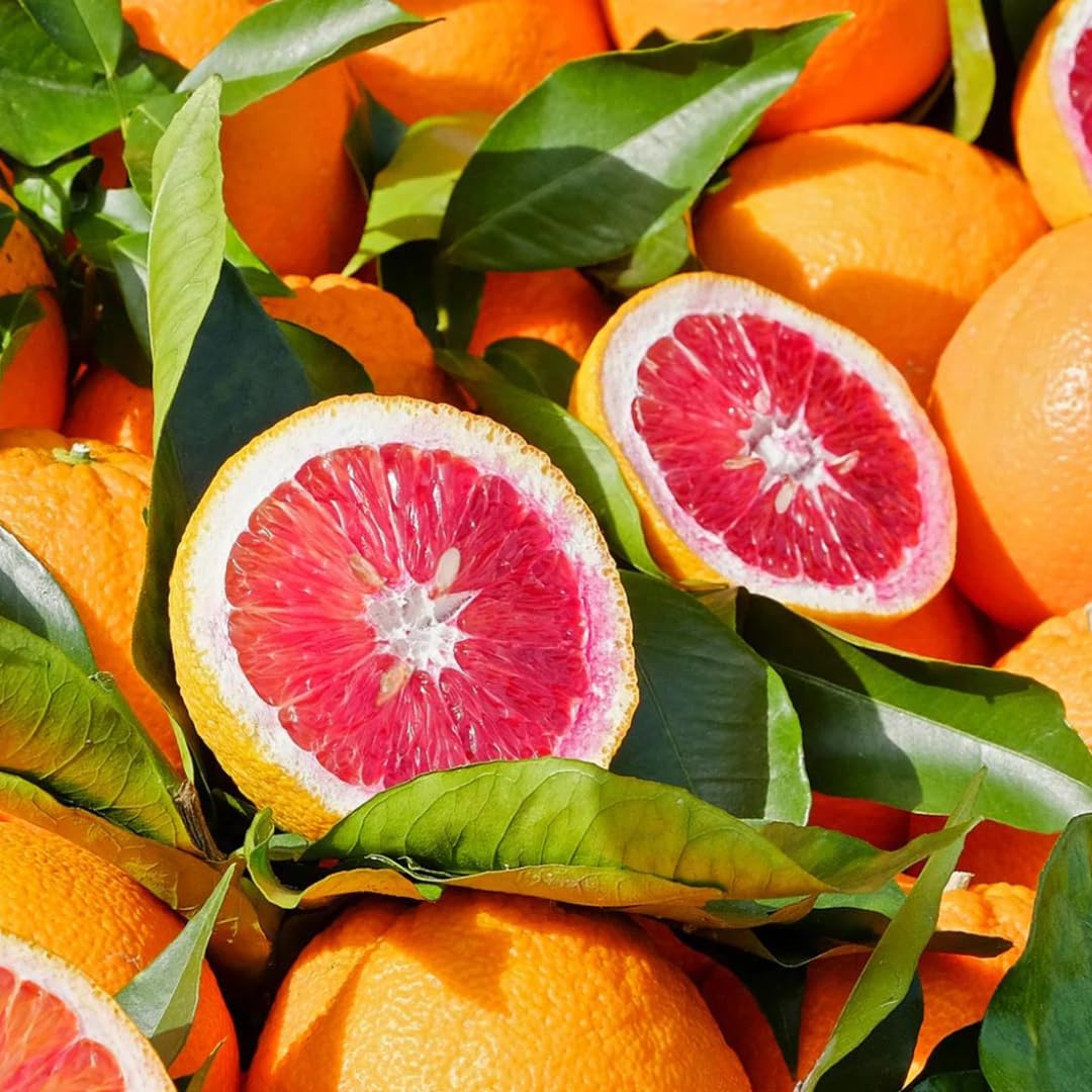 (No Ship to CA,HI,AK) Hamlin Orange Tree for Planting | 1 Gallon Live Citrus Plant | Easy-Grow Edible Fruit Tree for Home Gardens & Patios
