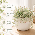 Sedum Dasyphyllum Major Succulent Plant, 4 Inch Pot Sedum Plant Live, Fully Rooted, Drought-Tolerant, Low Maintenance Indoor Houseplant, Ideal for Home & Office Décor & Gifts