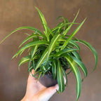 Curly Spider Plants Live House Plant | 4 Inch Pot Hanging Bonnie Spider Plant | Low Maintenance, Thrives in Home & Office, Perfect for Plant Enthusiasts