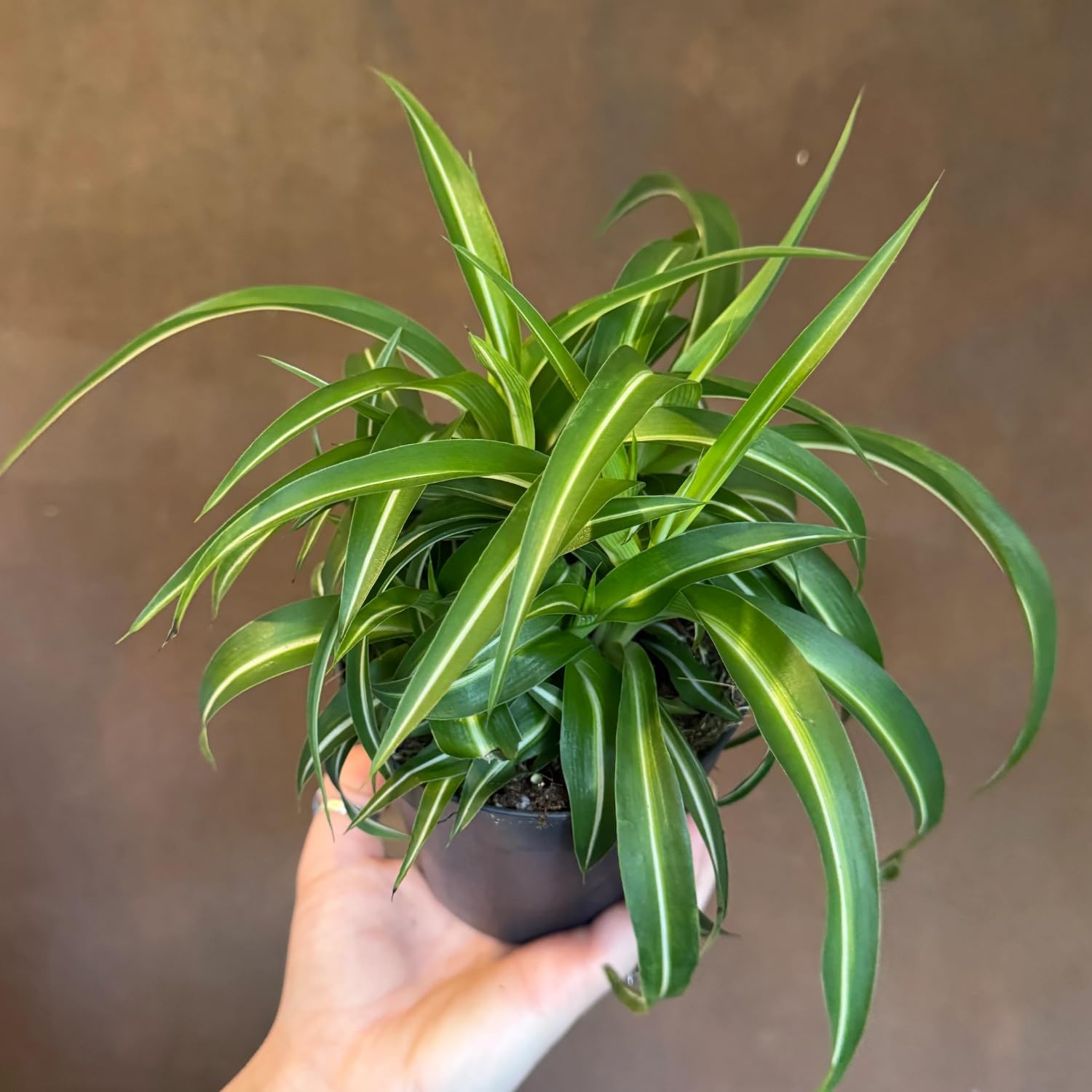 Curly Spider Plants Live House Plant | 4 Inch Pot Hanging Bonnie Spider Plant | Low Maintenance, Thrives in Home & Office, Perfect for Plant Enthusiasts