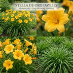 5 Stella de Oro Daylily Live Roots, Low Maintenance Sun-Loving Yellow Flowers, Vigorous Golden Yellow Perennial Bulbs for Landscaping