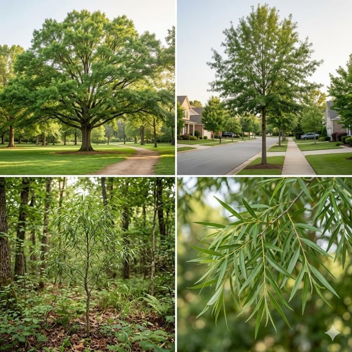 2 Willow Oak Tree Plant, Quercus Phellos Starter Tree, 12-18 Inch Tall ...
