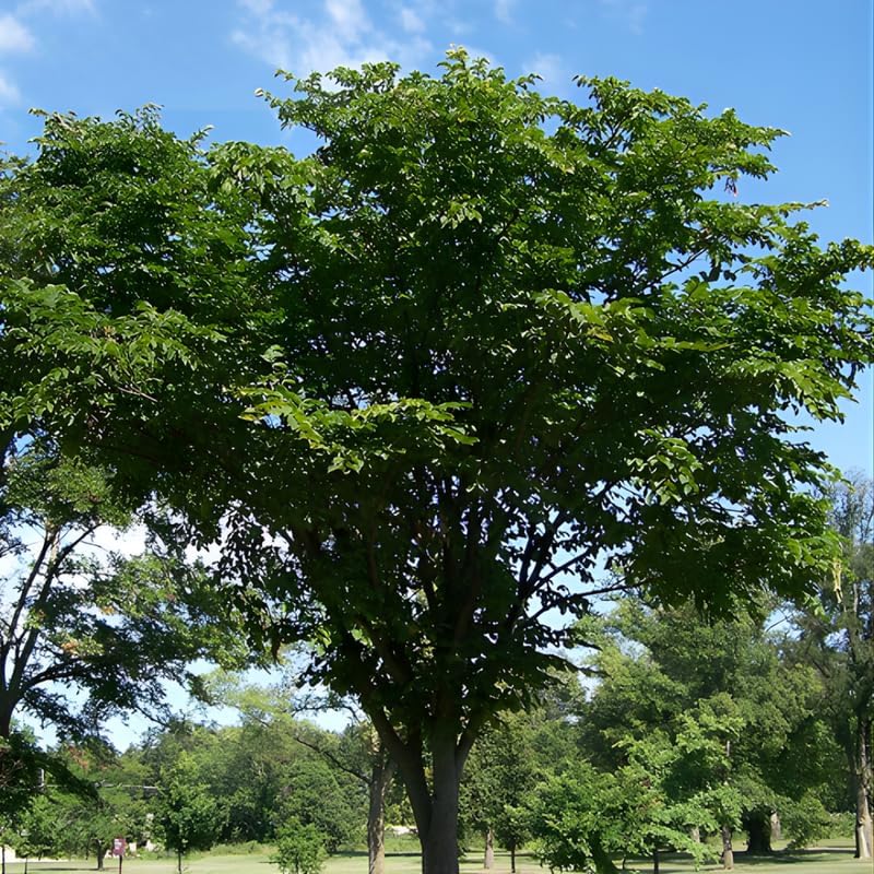 Siberian Elm Trees Live Plant | Fast-Growing Cold Hardy Elm Tree for Landscaping | 6-12 Inc Live Tree for Yard, Garden