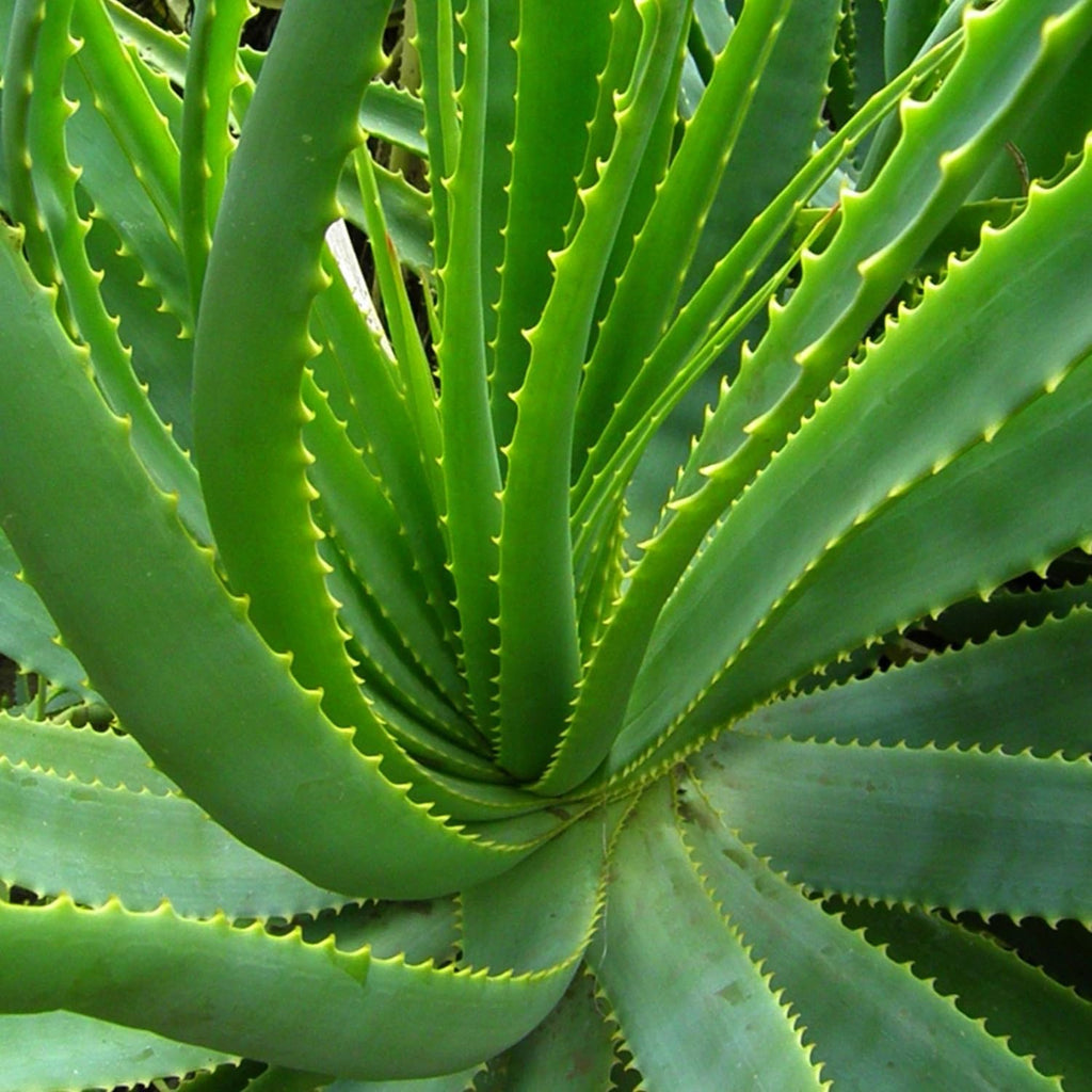 Aloe Vera Aloe Vera Live Plant for Planting in Size 2 Pot | Vibrant, Low-Maintenance Aleo Plant for Patio, Balcony & Indoor Spaces | Perfect for Plant Enthusiasts & Beginners