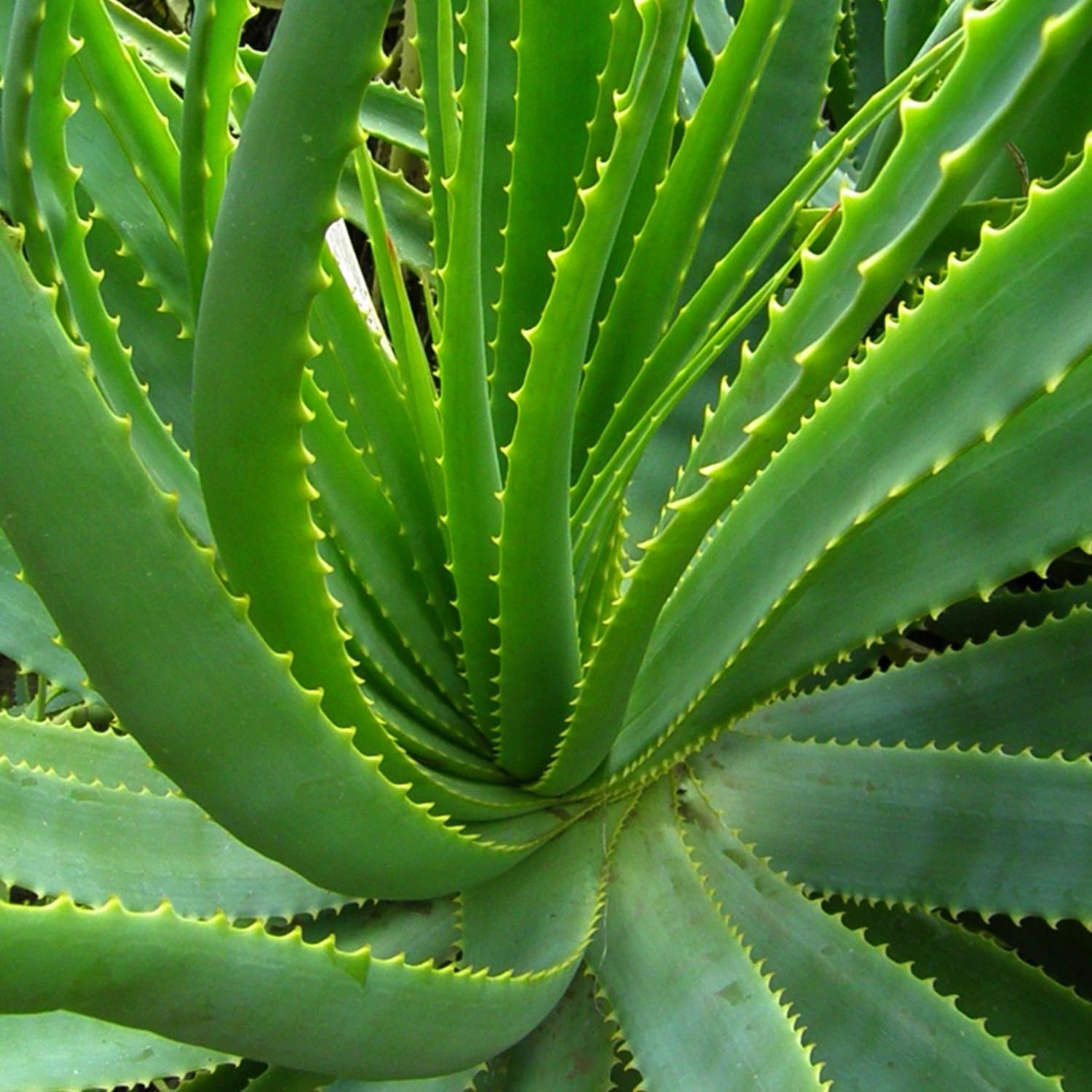 Aloe Vera Aloe Vera Live Plant for Planting in Size 2 Pot | Vibrant, Low-Maintenance Aleo Plant for Patio, Balcony & Indoor Spaces | Perfect for Plant Enthusiasts & Beginners