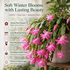 2 Orange Christmas Cactus Live Plant, 5-6 Inch Tall, Easy to Care Indoor Winter Houseplant for Office Desk and Patio Decor, Vigorous Live Holiday Plant