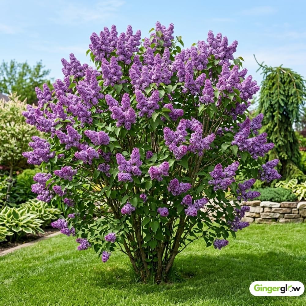 2 Purple Lilac Bushes Live Plant, Quart Pot Syringa Vulgaris, Easy Care, Fragrant Lilac Tree for Garden Landscaping