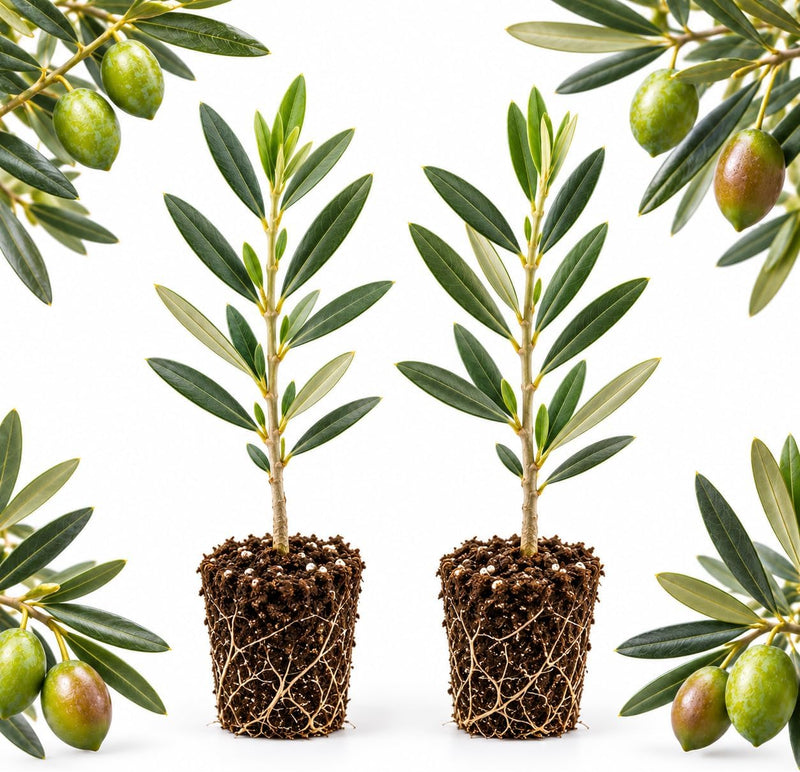 2 Arbequina Olive Tree Live Plant 3-8 Inch Tall (Olea Europaea)