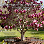 Ann Magnolia Tree Live Plant, 12-18" Potted Plant in 2.5" Pot, Cold-Hardy Early Spring Blooming Tree for Backyard and Garden Rows