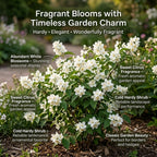 Mock Orange Plant, 4-6" Tall Shrub, Vigorous Deciduous Bush with Intoxicating Fragrance for Backyard Foundation Planting & Garden Borders