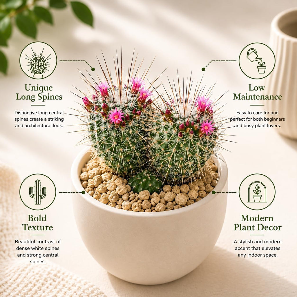 Live Cactus Plant Un Pico (Mammillaria Spinosissima), 4" Pot, Low Maintenance Rare Cactus, Drought Tolerant Houseplant for Indoor Décor, Windowsills & Succulent Collections