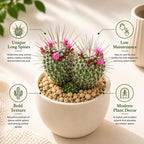 Live Cactus Plant Un Pico (Mammillaria Spinosissima), 4" Pot, Low Maintenance Rare Cactus, Drought Tolerant Houseplant for Indoor Décor, Windowsills & Succulent Collections