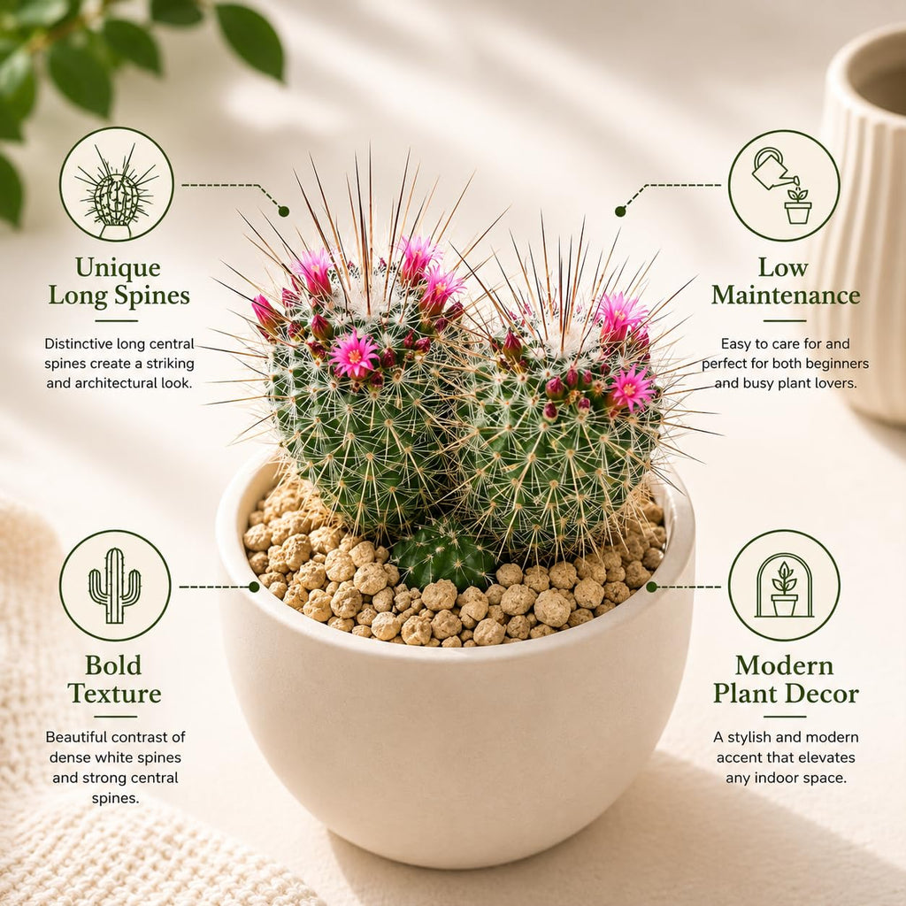 2 Live Cactus Plants Gold Ladyfinger Mammillaria Elongata, 4" Pot, Fully Rooted, Low Maintenance Rare Succulent Plant Live, Ideal for Succulent Collections & Indoor Décor