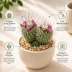 2 Live Cactus Plants Gold Ladyfinger Mammillaria Elongata, 4" Pot, Fully Rooted, Low Maintenance Rare Succulent Plant Live, Ideal for Succulent Collections & Indoor Décor