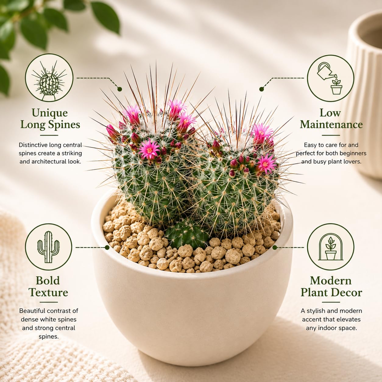 2 Live Cactus Plants Gold Ladyfinger Mammillaria Elongata, 4" Pot, Fully Rooted, Low Maintenance Rare Succulent Plant Live, Ideal for Succulent Collections & Indoor Décor