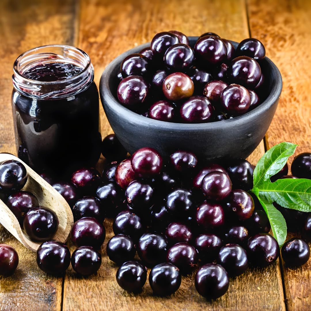 Jabuticaba Fruit Tree for Planting | Jaboticaba Live Tree | 2.5–3 Ft Potted Tropical Fruit Tree | Sweet Edible Berries for Home Gardens Patios & Containers | No Ship to CA,HI,AK