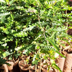 2 Honey Locust Seedlings Live | Native Honey Locust Tree Seedlings | 1–2 Feet Tall Plants | Great for Outdoor Planting and Restoration Projects