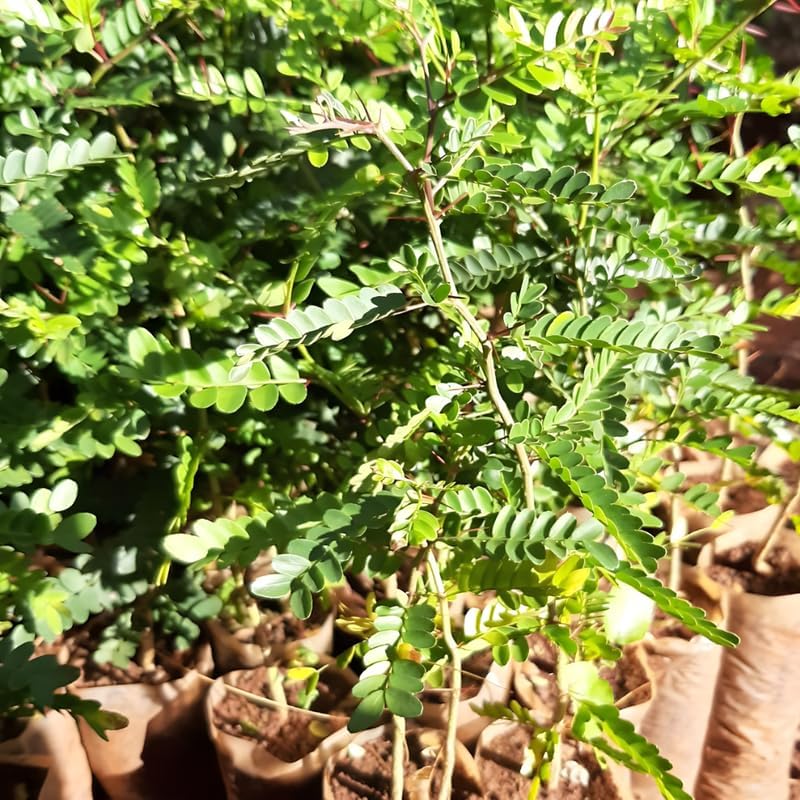 2 Honey Locust Seedlings Live | Native Honey Locust Tree Seedlings | 1–2 Feet Tall Plants | Great for Outdoor Planting and Restoration Projects