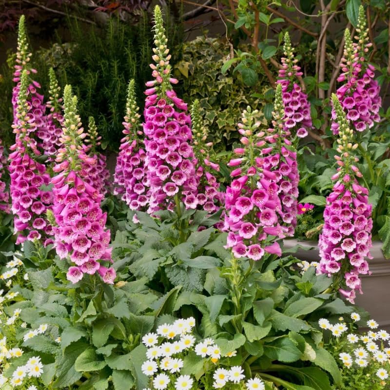 3 Foxglove Live Plant in 3-inch Pot, Established Live Flowering Plant, Well-Rooted & Low Maintenance Outdoor Garden Plant