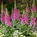 3 Foxglove Live Plant in 3-inch Pot, Established Live Flowering Plant, Well-Rooted & Low Maintenance Outdoor Garden Plant