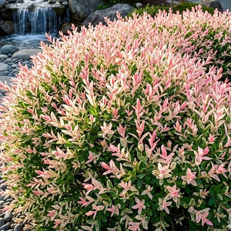 Japanese Dappled Willow Shrub Plant Live, 4 Inch Pot, Easy Care Salix Integra “Hakuro Nishiki”, Ornamental Deciduous Plant Ideal for Hedges, Borders & Outdoor Landscaping