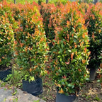 10 Dwarf Nandina Plant Live | 2.5 Inch Potted Nandina Shrubs | Outdoor Bush Plants | Ideal for Front Yards and Low-Growing Landscapes