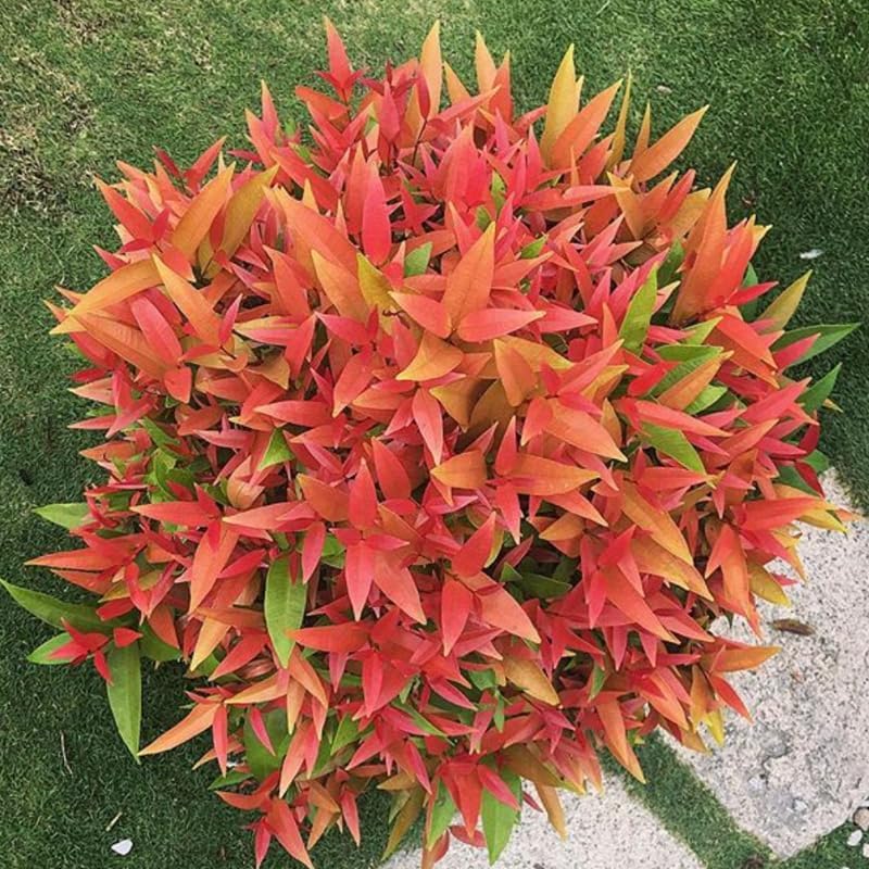 3 Dwarf Nandina Live Shrubs | 2.5-Inch Potted Nandina Plants | Compact Outdoor Shrubs | Designed for Small Spaces and Garden Edges